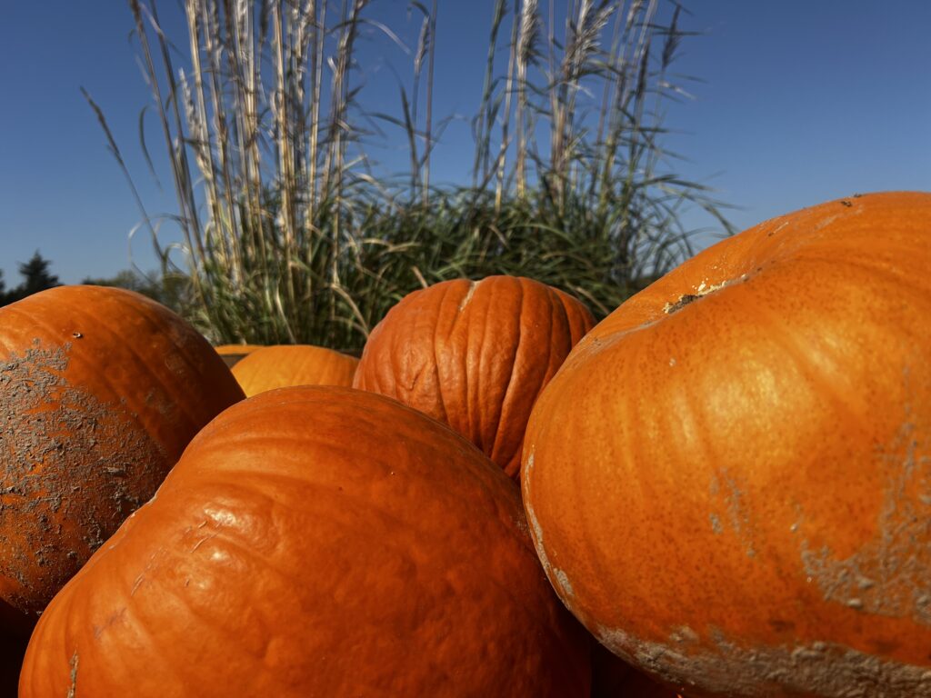 Pumpkin delivery Kansas City