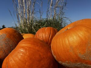 Grand Prize Pumpkin